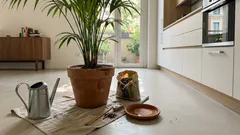 L’errore del “litro e mezzo” che mette in crisi le piante da interno: come capire quando annaffiare davvero (con un esempio sulla Kentia)